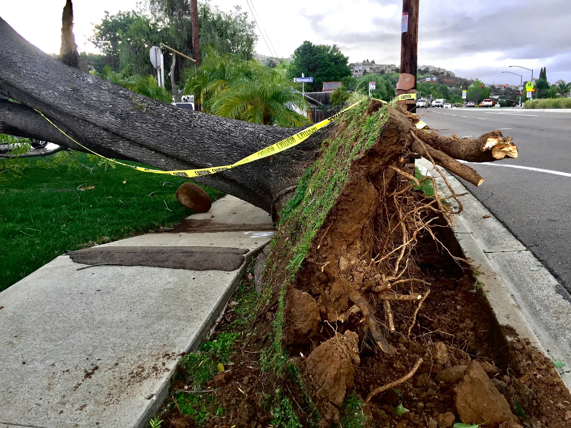 Natural disasters effect on property. A tree falls on a family home in a suburban neighborhood